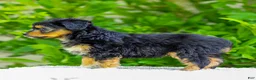 Mini Aussiedoodle dogs for sale: Whitney - Ad 5