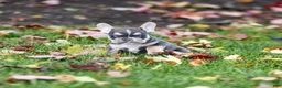 French Bulldog dogs for sale: Colby - Ad 1