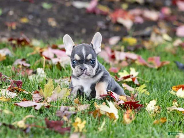 French Bulldog dogs for sale: Colby - Ad 12