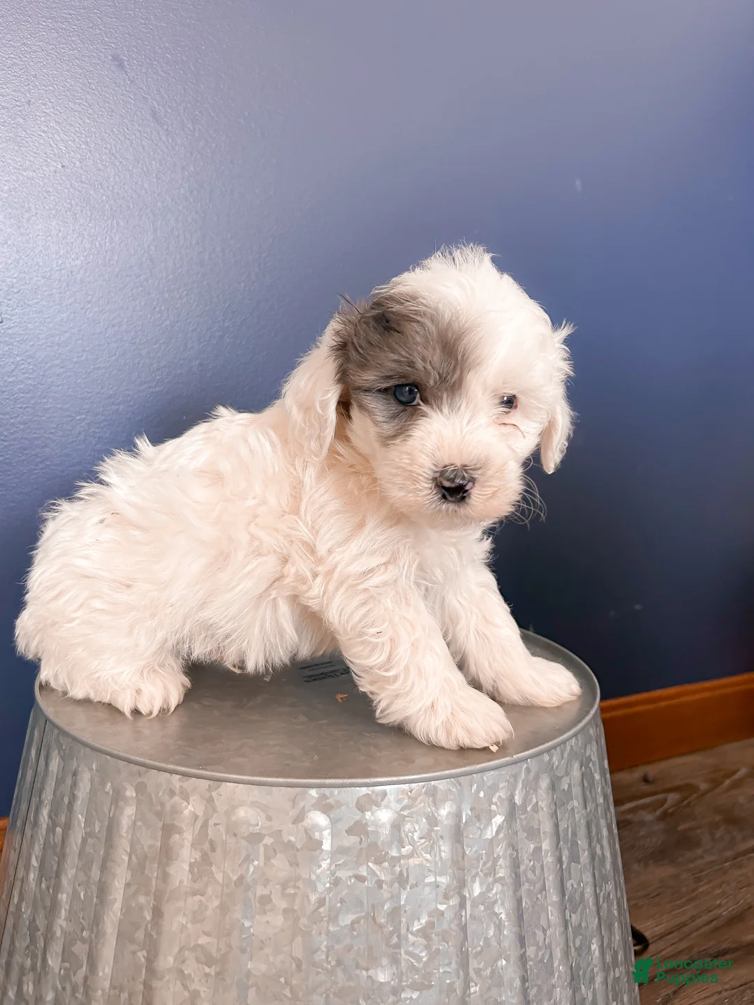 Mixed Breed dogs for sale: Scout - Ad 11