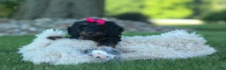 Miniature Dachshund dogs for sale: Honey 🐾❤️ - Ad 5