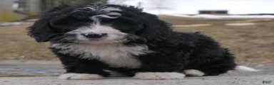 Mini Bernedoodle Dolly