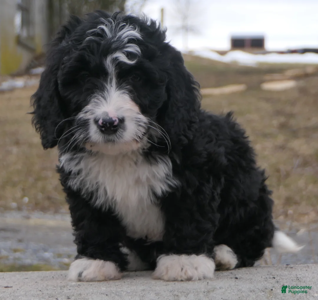 Mini Bernedoodle dogs for sale: Mini Bernedoodle Dolly - Ad 1
