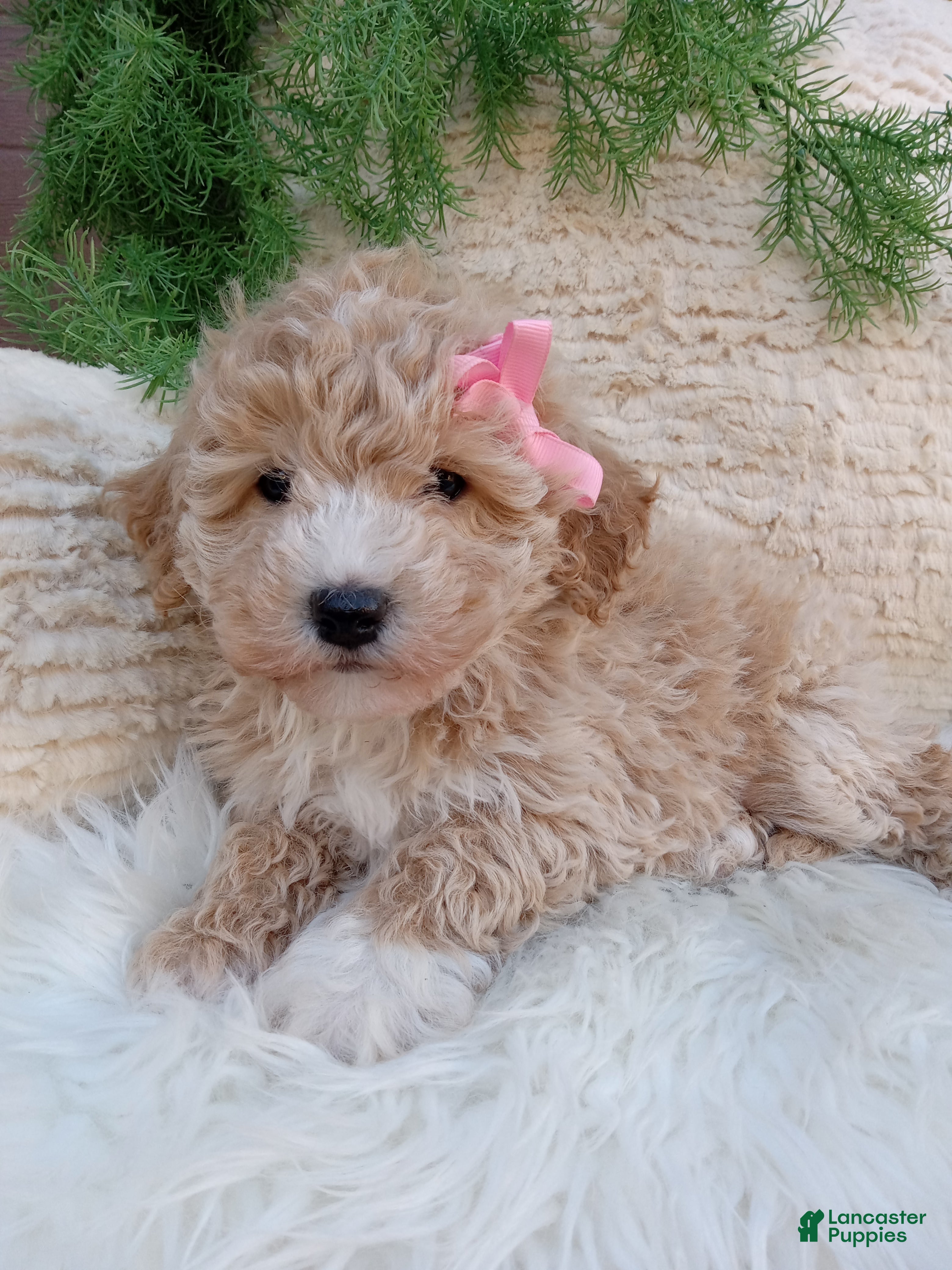 Bichpoo dogs  Britney  - Ad 2