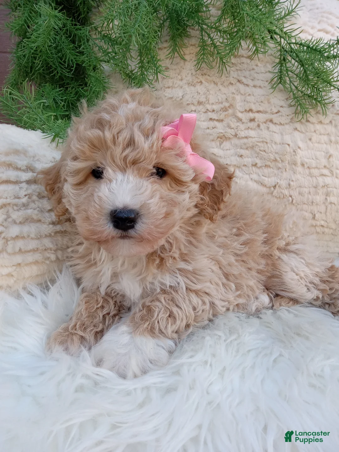 Bichpoo dogs for sale:  Britney  - Ad 2