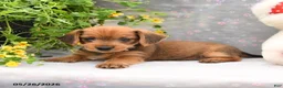 Dorkie dogs for sale: Percy - Ad 2