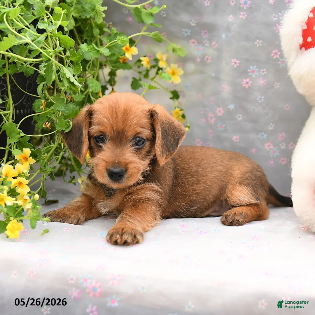 Dorkie dogs for sale: Percy - Ad 2