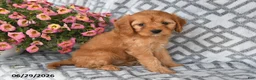 Cavapoo dogs for sale: Tilly - Ad 3