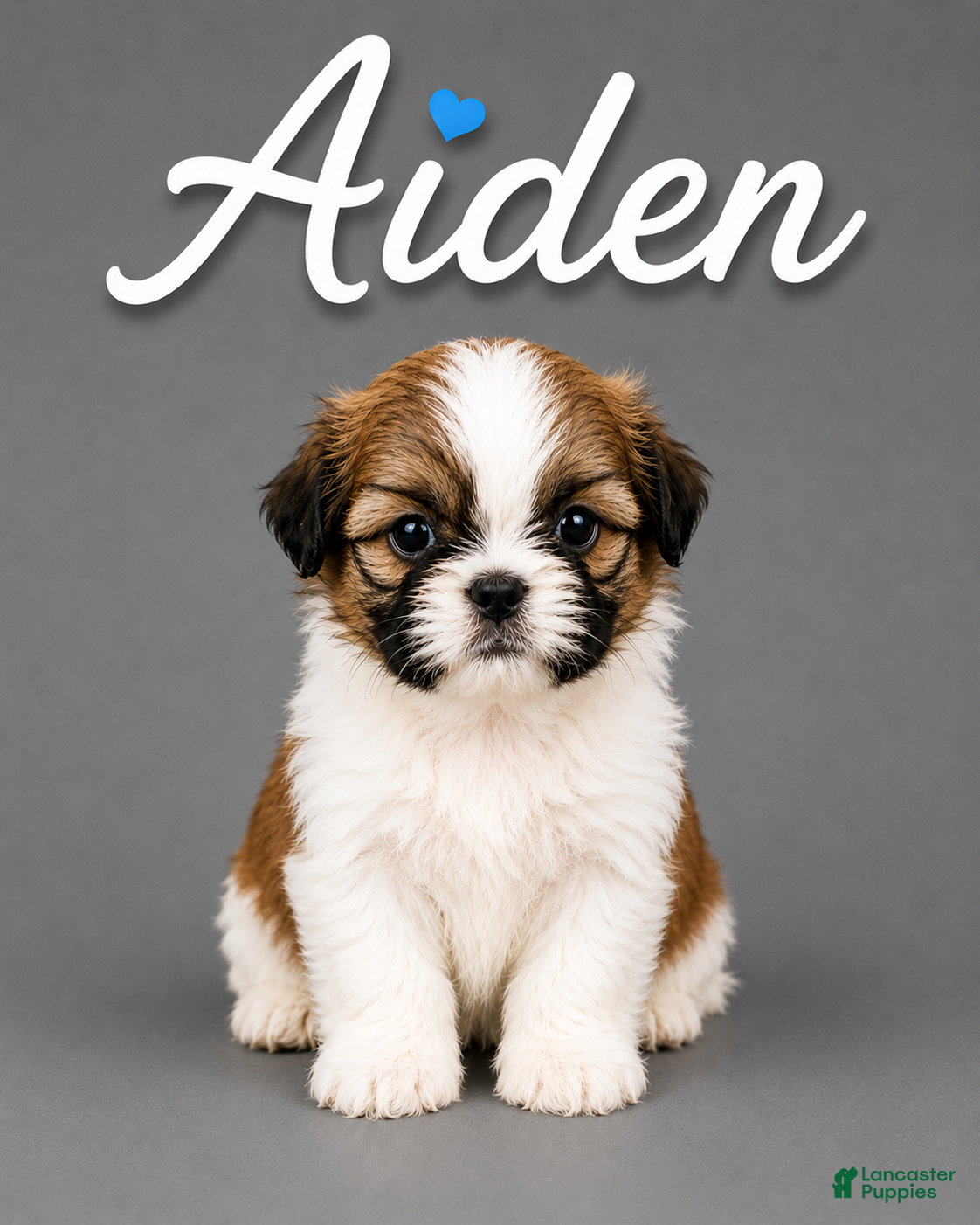 Shih Tzu dogs Aiden  - Ad 14