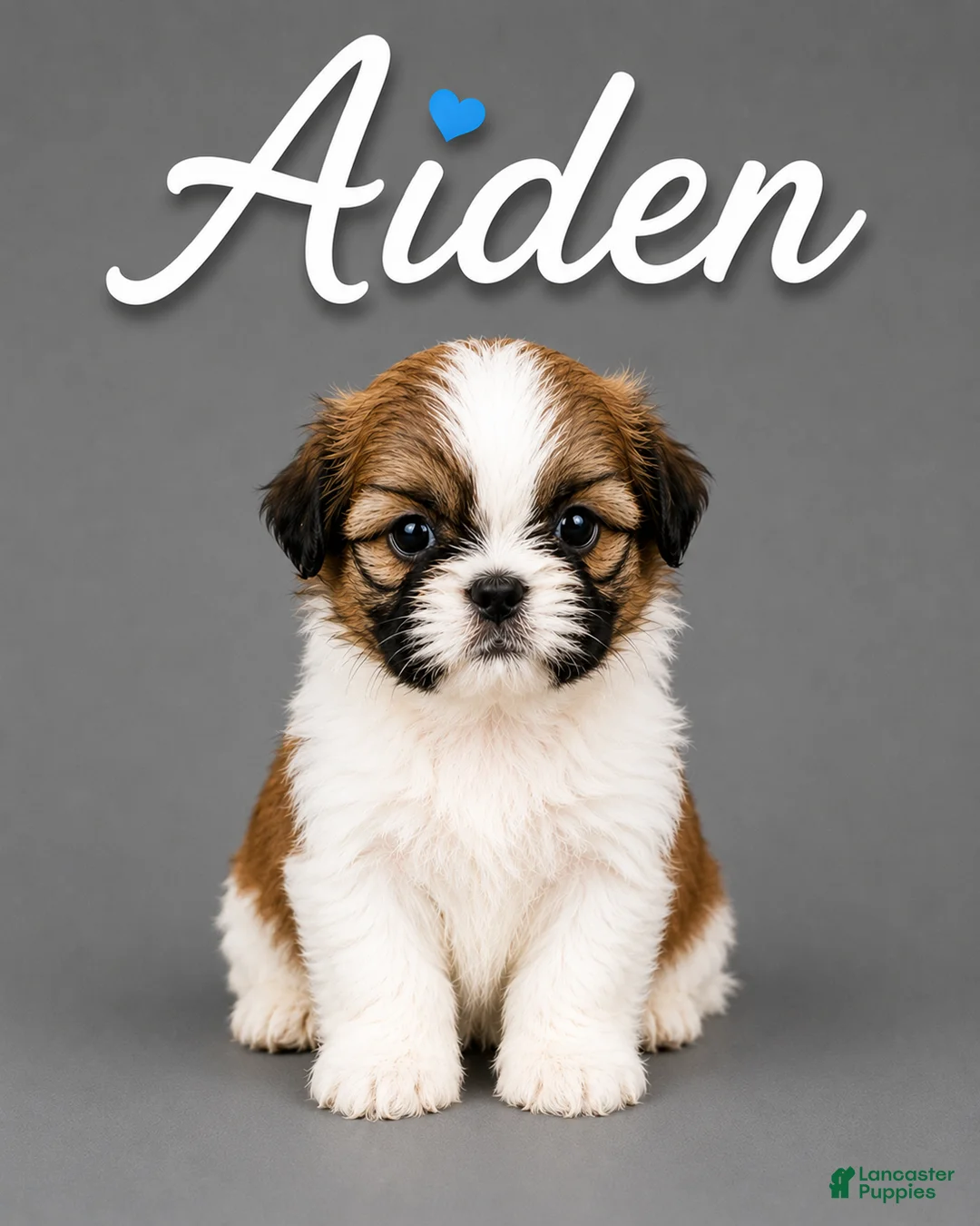 Shih Tzu dogs for sale: Aiden  - Ad 1