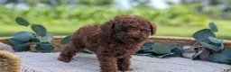 Toy Poodle dogs for sale: Cash - Ad 6