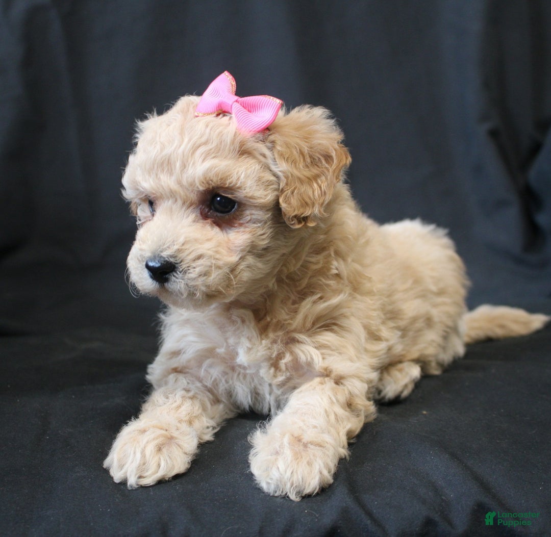 Bichpoo dogs for sale: Barbie - Ad 2