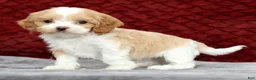 Cavapoo dogs for sale: Shawn - Ad 5