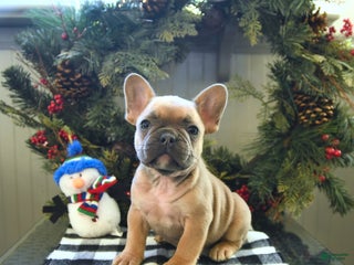 French Bulldog dogs - Ad 34