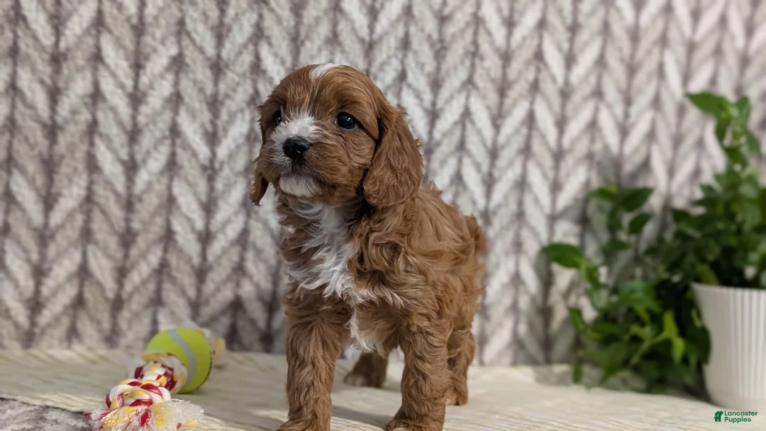 Cavapoo dogs for sale: Arlo - Ad 10