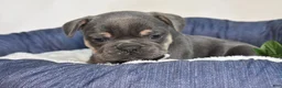 French Bulldog dogs for sale: Ranger  - Ad 3