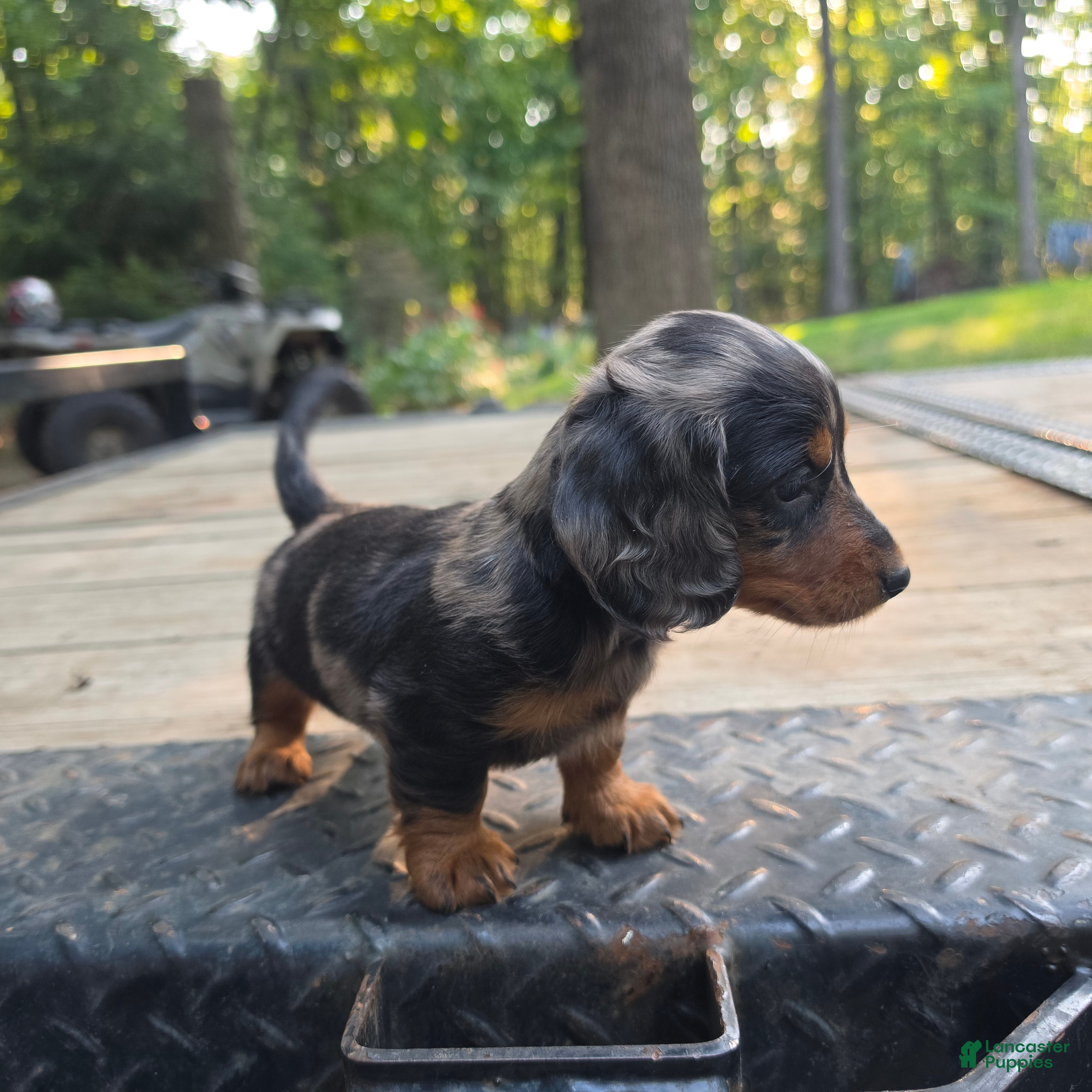 Miniature Dachshund dogs Teeka - Ad 1