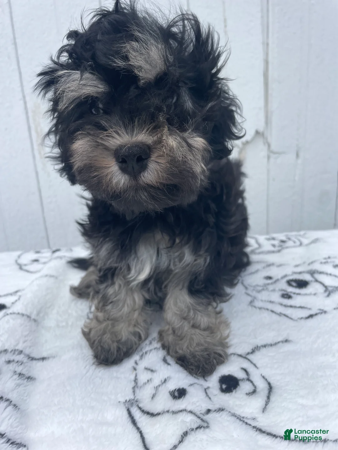 Havanese dogs for sale: Louie - Ad 4