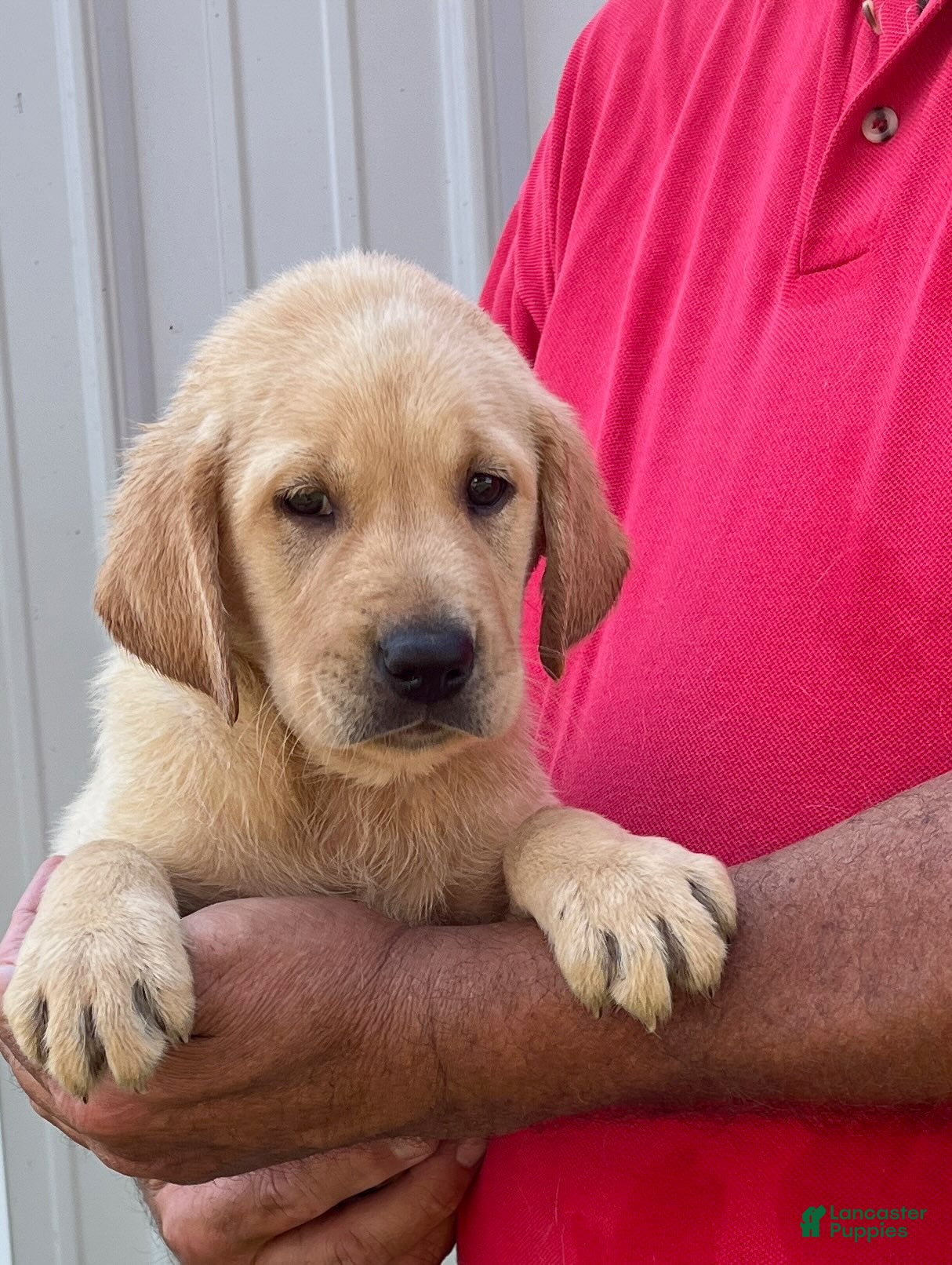 Labrador Retriever dogs Boy 1 - Ad 3