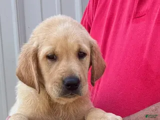 Labrador Retriever dogs Boy 1 - Ad 3