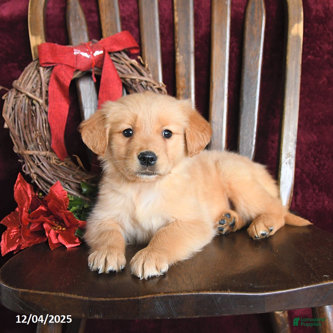 Golden Retriever dogs for sale: Jessica Joy - Ad 3