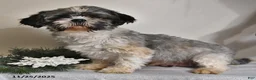 Shihpoo dogs for sale: Lincoln - Ad 4