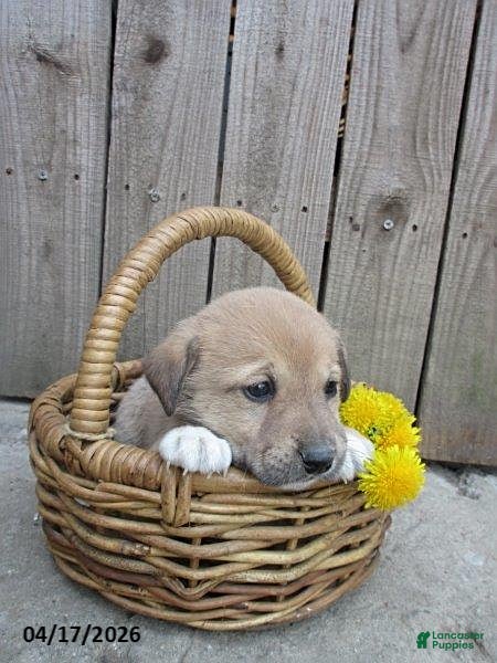 Mixed Breed dogs Angola - Ad 2