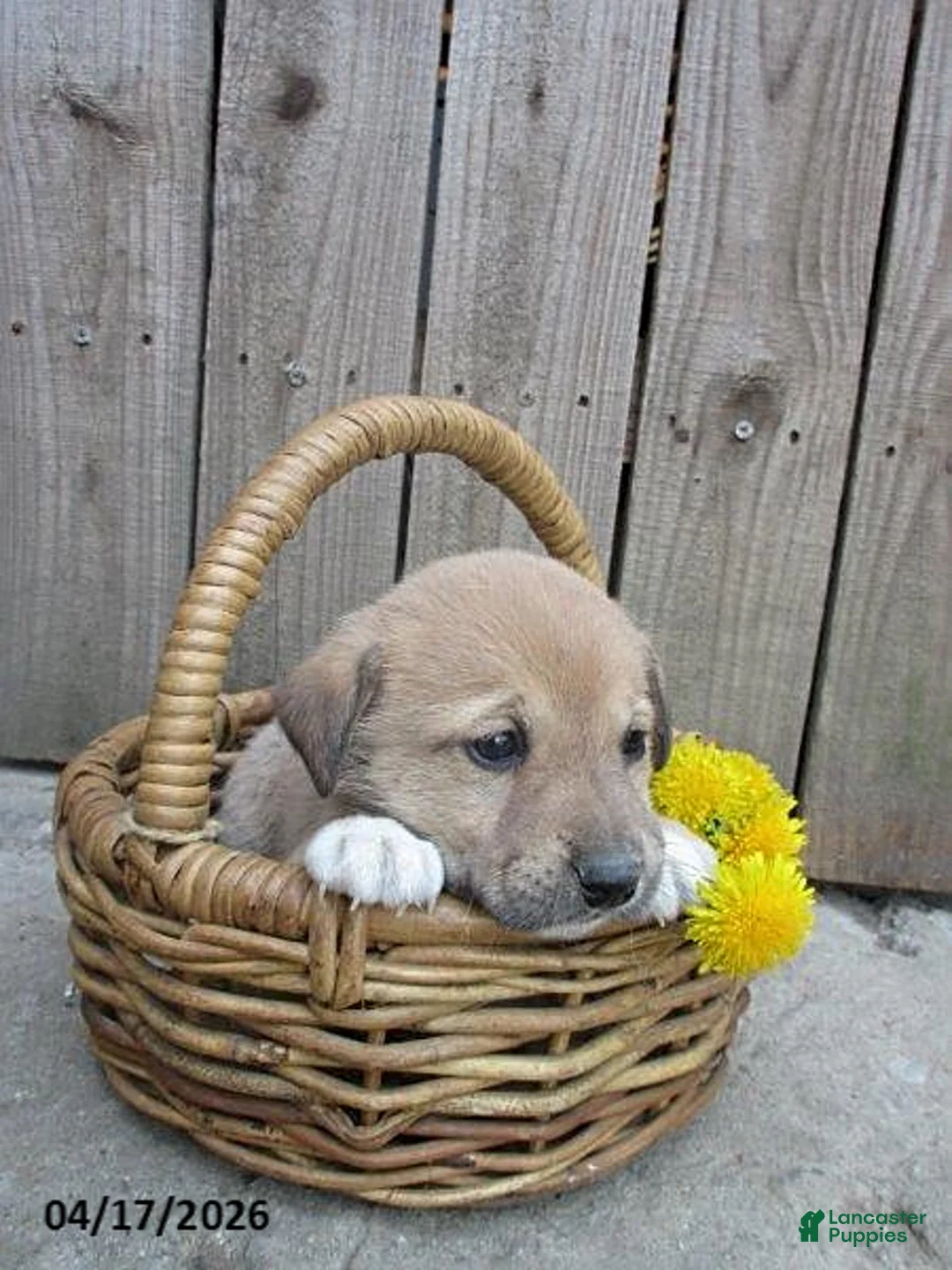 Mixed Breed dogs for sale: Angola - Ad 2