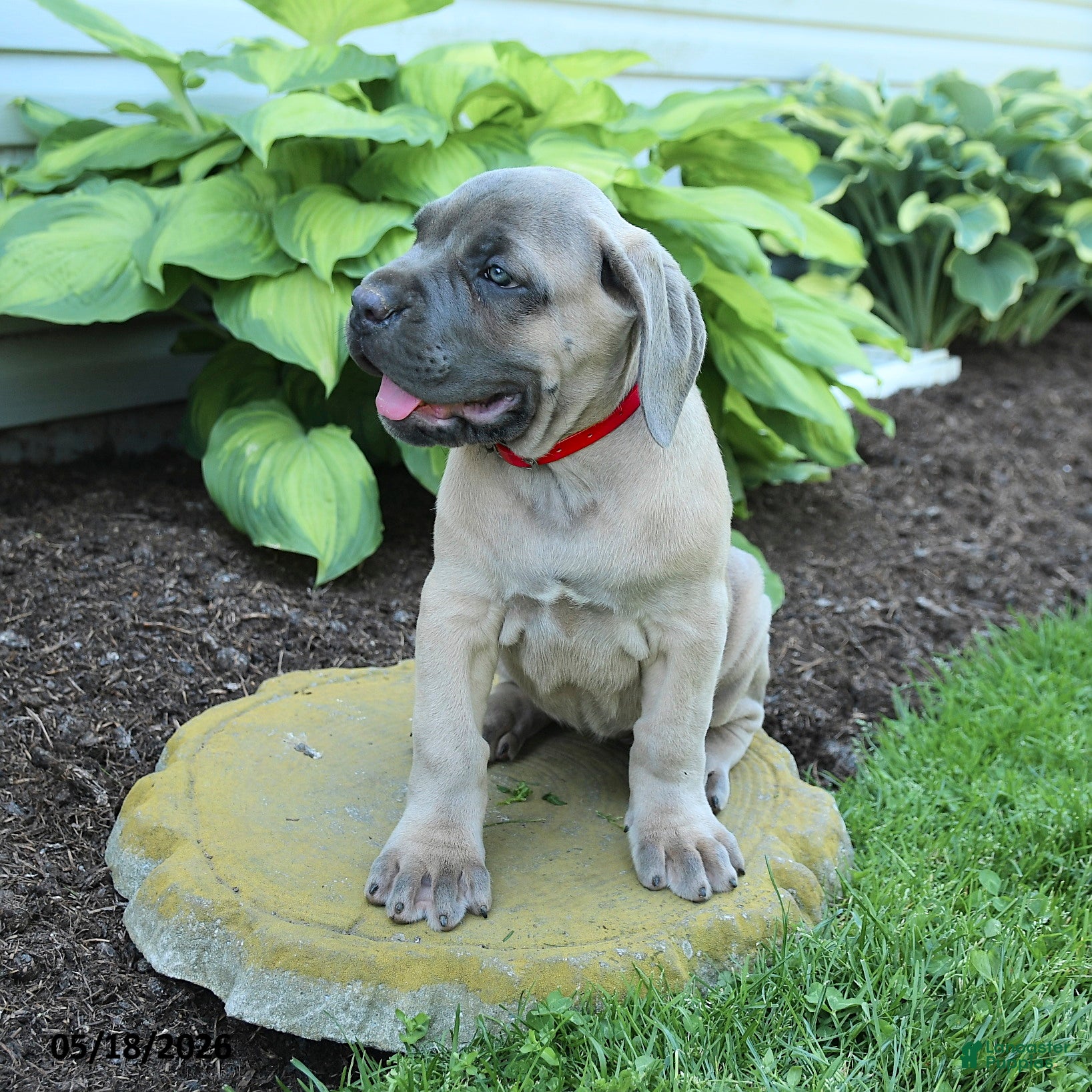 Cane Corso dogs for sale: Kiersten - Ad 3
