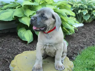 Cane Corso dogs for sale: Kiersten - Ad 3