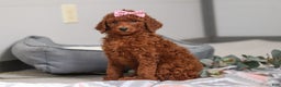 Standard Poodle dogs for sale: Lola AKC - Ad 1