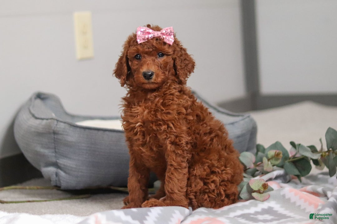 Standard Poodle dogs for sale: Lola AKC - Ad 1