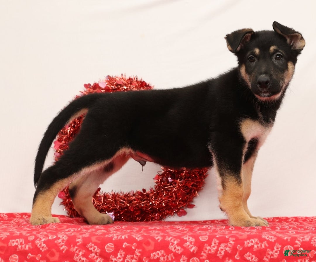 German Shepherd dogs for sale: Marco - Ad 5