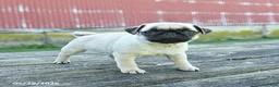 Pug dogs for sale: Lilly - Ad 4