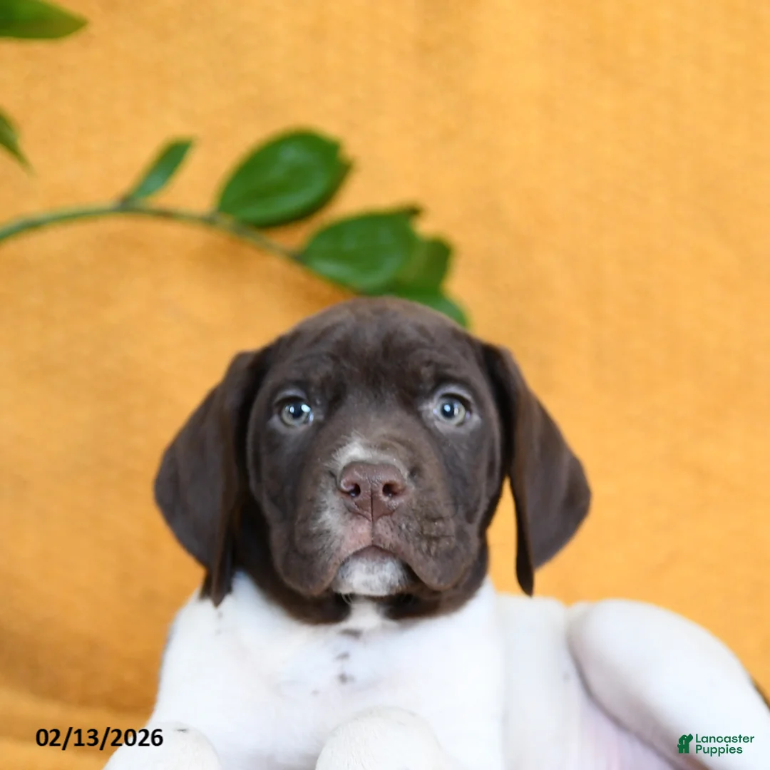 German Shorthaired Pointer dogs for sale: Baxter - Ad 4