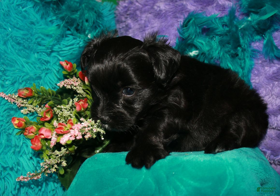 Morkie dogs Hank - Ad 1