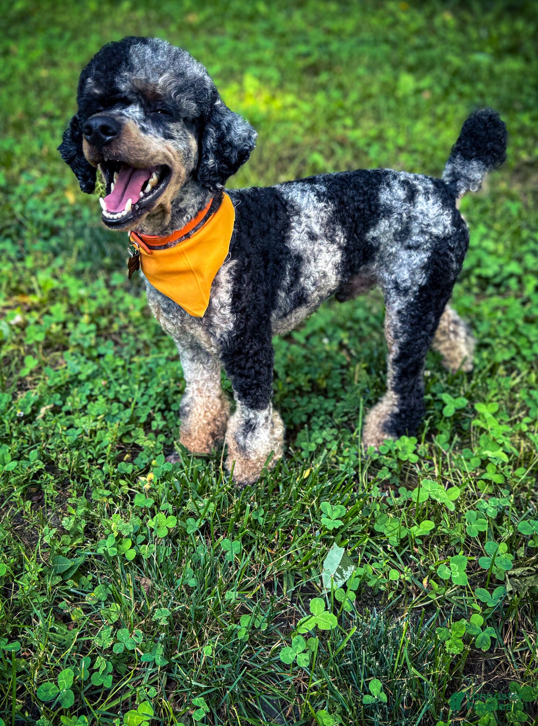 Miniature Poodle dogs for sale: Tater - Ad 8