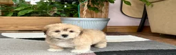 Mixed Breed dogs for sale: Lhasa/Maltese - Ad 10