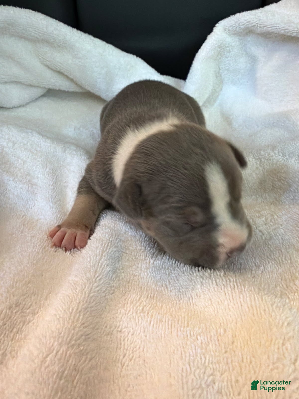 American Bully dogs Clyde - Ad 1