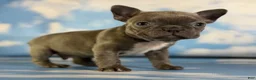 Frenchton dogs for sale: Lorenzo - Ad 5