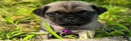 Pug dogs for sale: Manny - Ad 7
