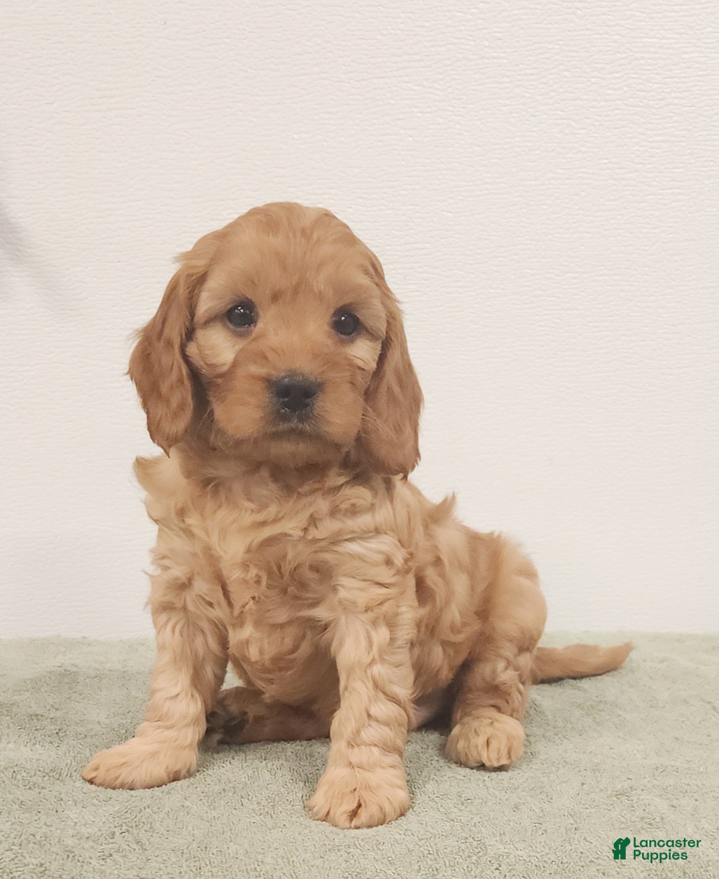 Cavapoo dogs Rusty  - Ad 1