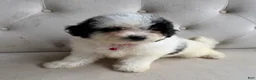 Mini Bernedoodle dogs for sale: Iris- Mini Bernedoodle - Ad 2