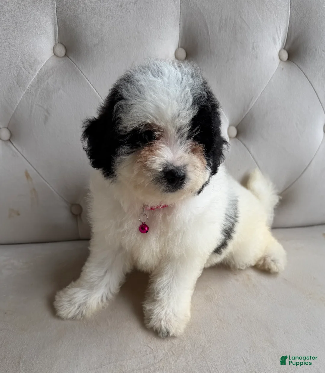 Mini Bernedoodle dogs for sale: Iris- Mini Bernedoodle - Ad 2
