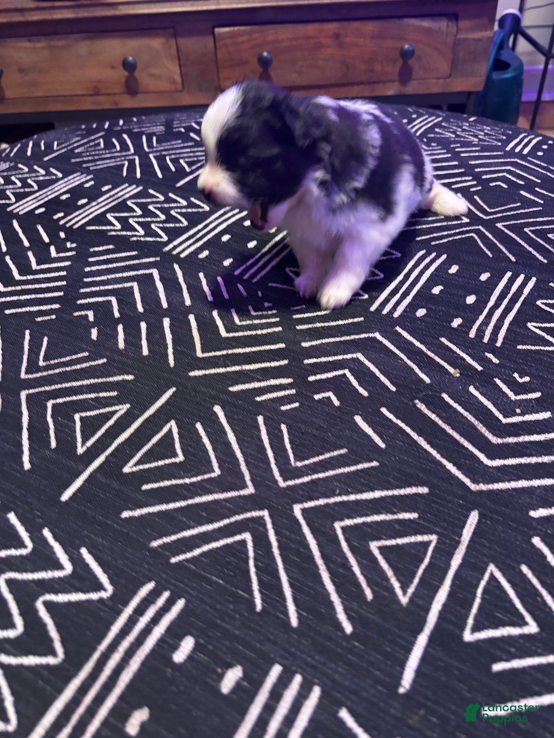 Pomeranian dogs for sale: Domino - Ad 3