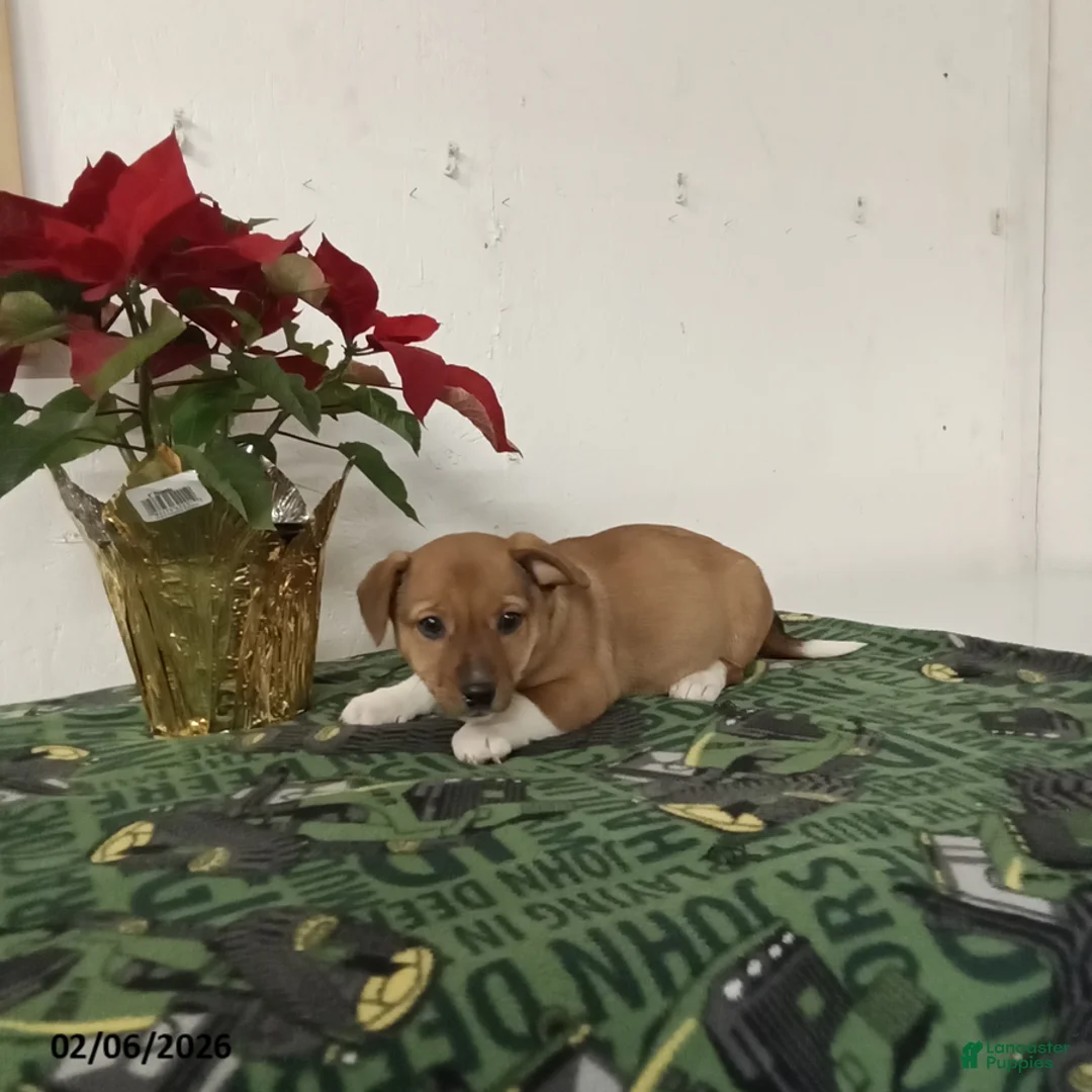 Mixed Breed dogs for sale: Dolly - Ad 1