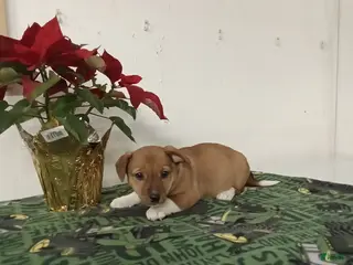 Mixed Breed dogs Dolly - Ad 4