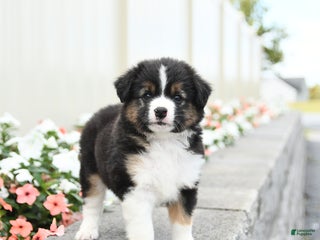 Miniature Australian Shepherd dogs - Ad 11