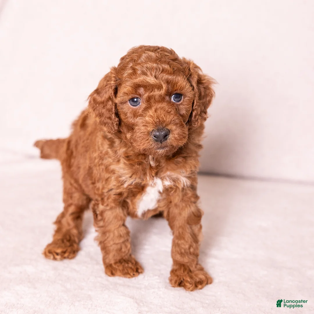 Miniature Poodle dogs for sale: Dexter - Ad 2