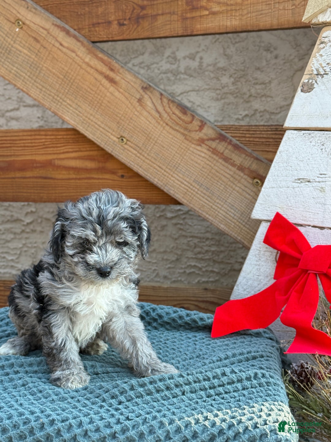 Bichpoo dogs for sale: Ashlee - Ad 8